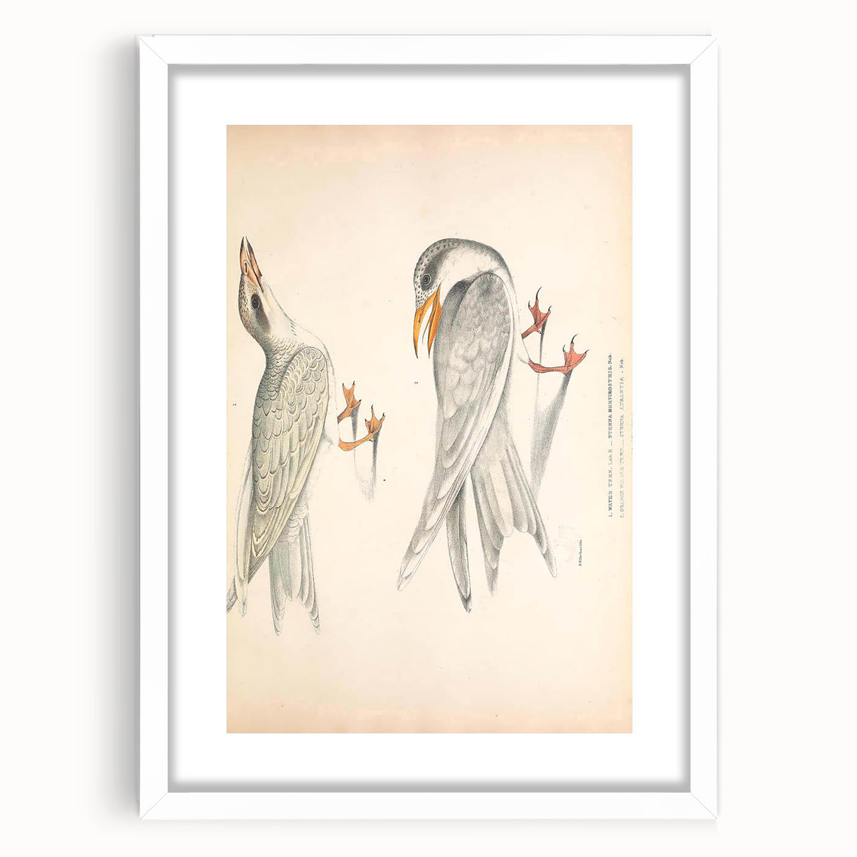 Vintage Animal Art – Waved Tern Illustration Wall Print