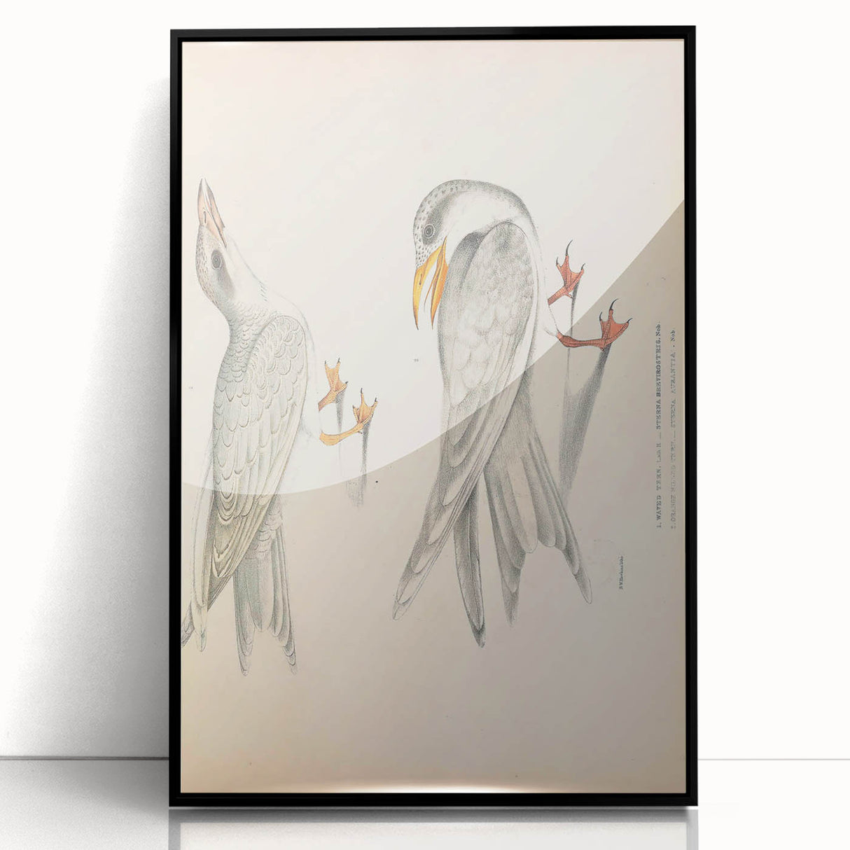 Vintage Animal Art – Waved Tern Illustration Wall Print
