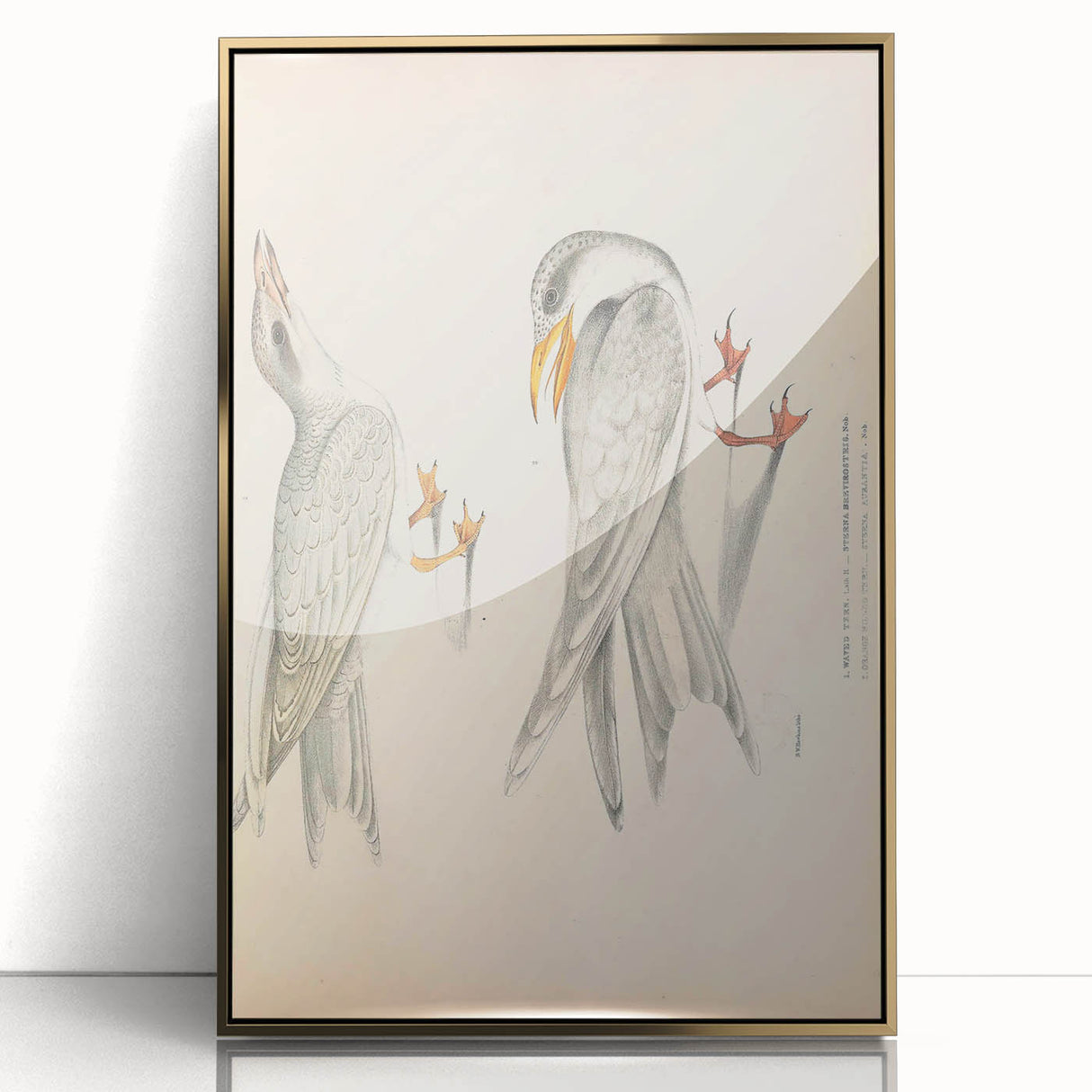 Vintage Animal Art – Waved Tern Illustration Wall Print