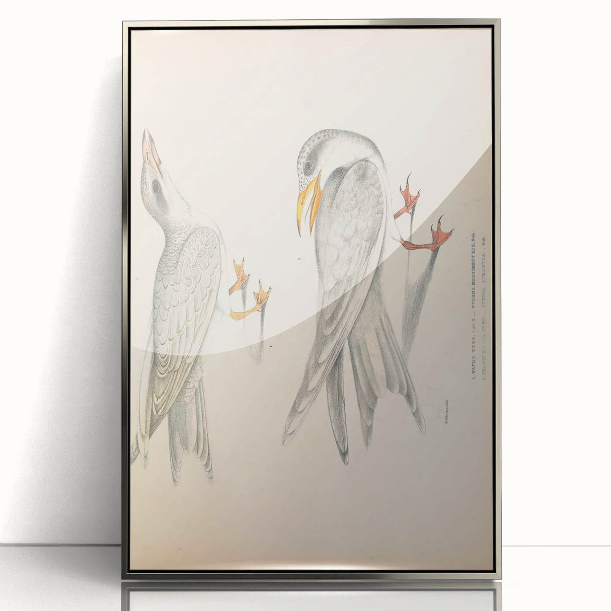 Vintage Animal Art – Waved Tern Illustration Wall Print