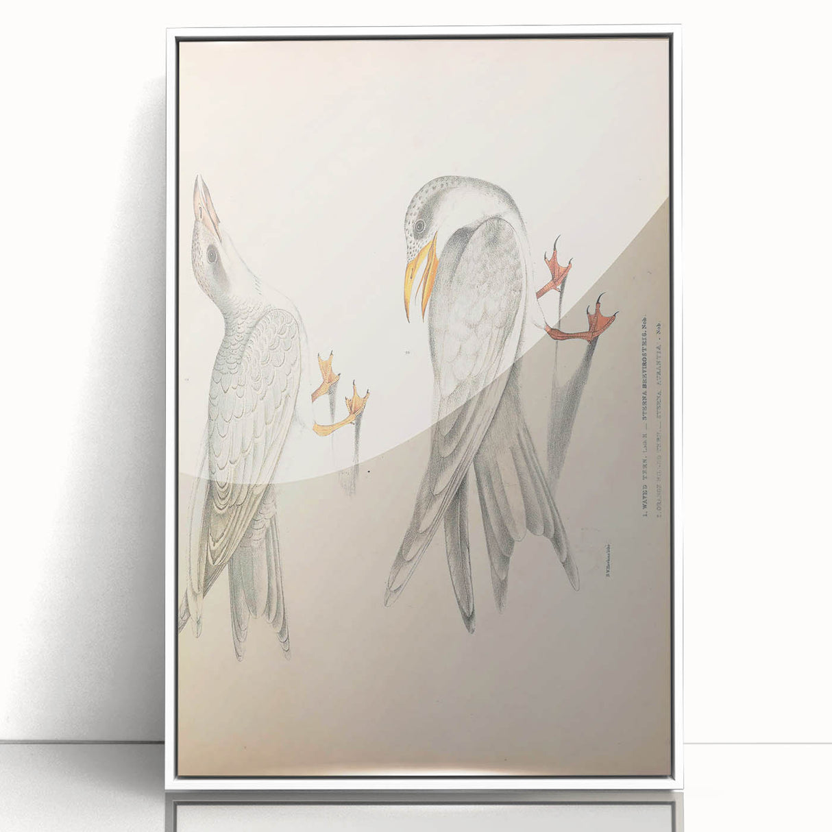 Vintage Animal Art – Waved Tern Illustration Wall Print