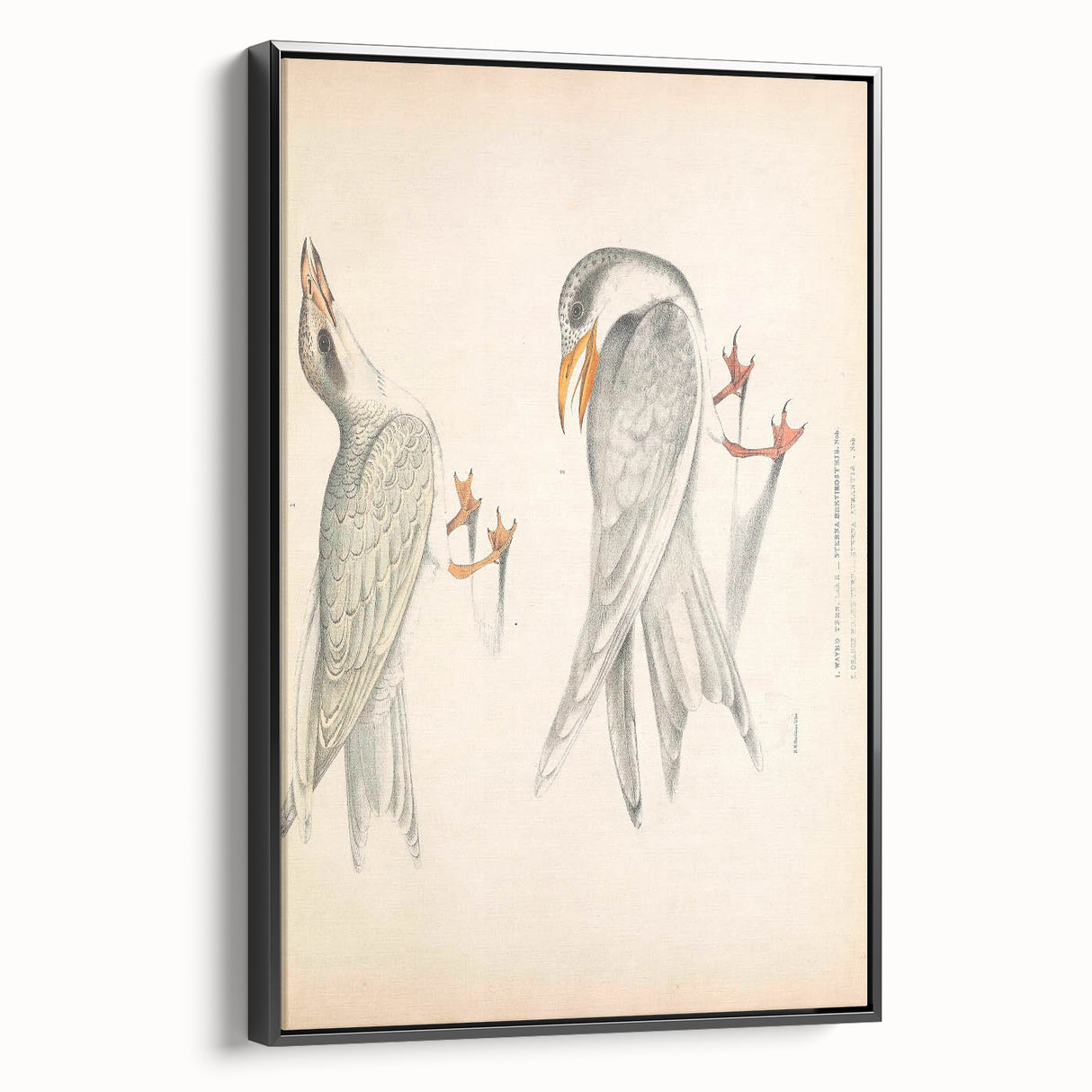 Vintage Animal Art – Waved Tern Illustration Wall Print