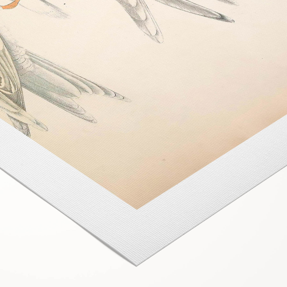 Vintage Animal Art – Waved Tern Illustration Wall Print