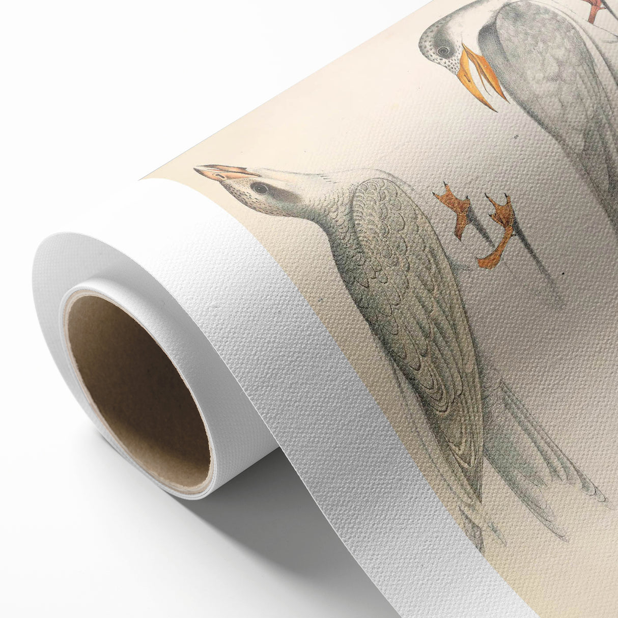 Vintage Animal Art – Waved Tern Illustration Wall Print