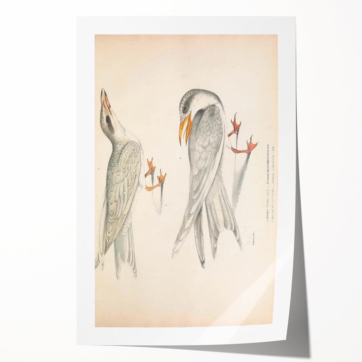 Vintage Animal Art – Waved Tern Illustration Wall Print