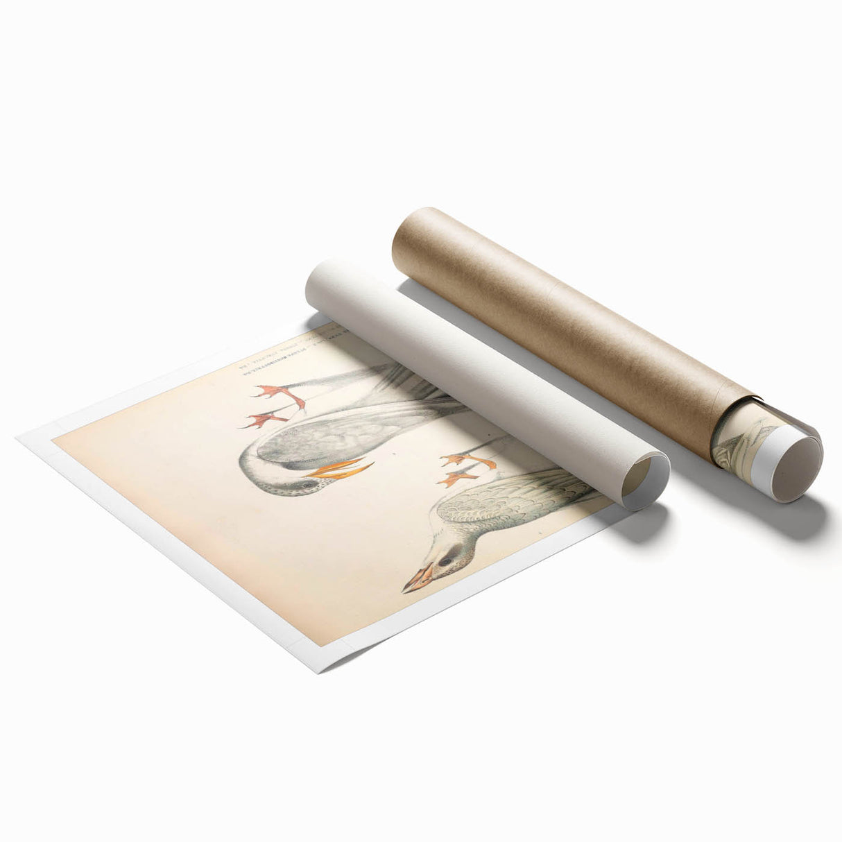 Vintage Animal Art – Waved Tern Illustration Wall Print