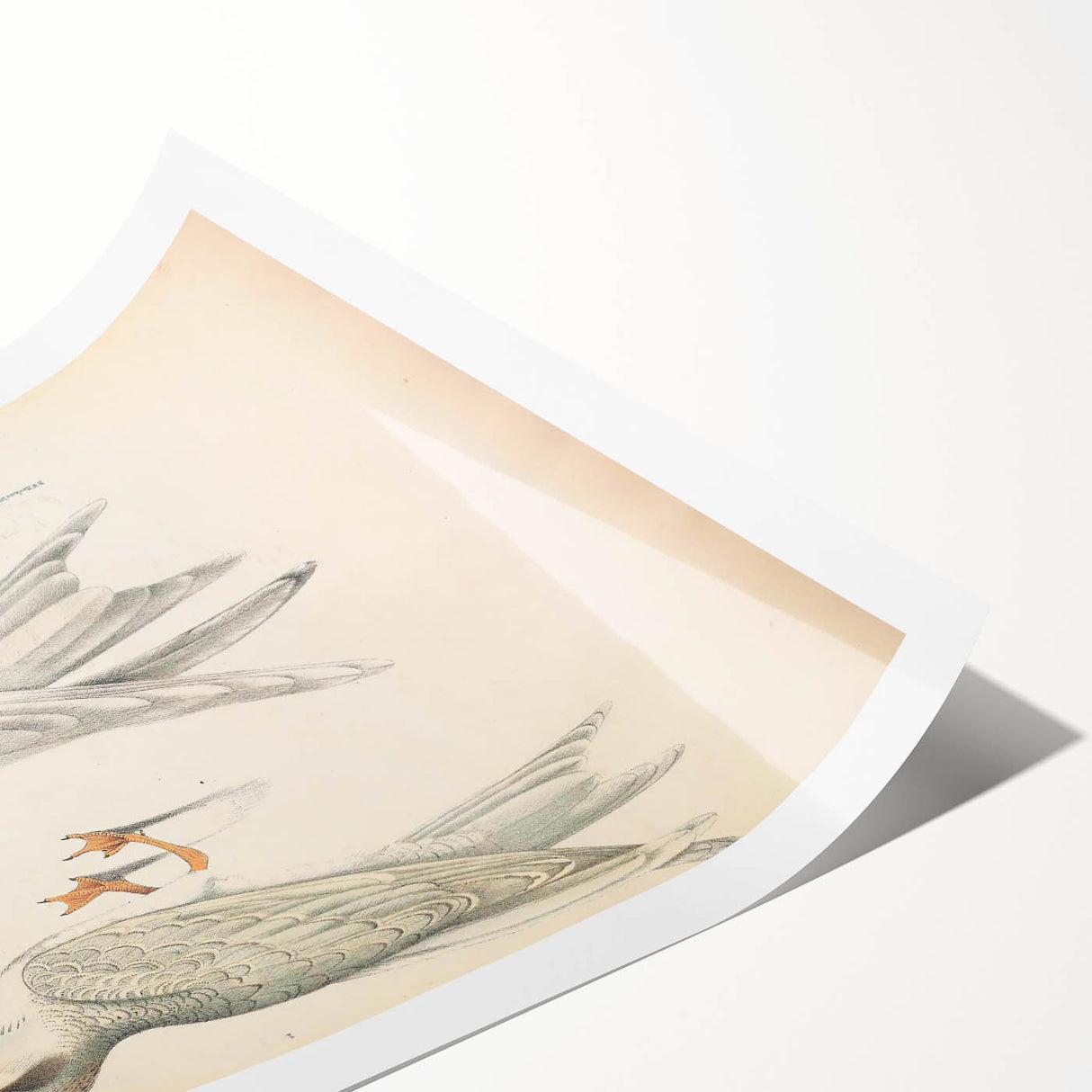 Vintage Animal Art – Waved Tern Illustration Wall Print