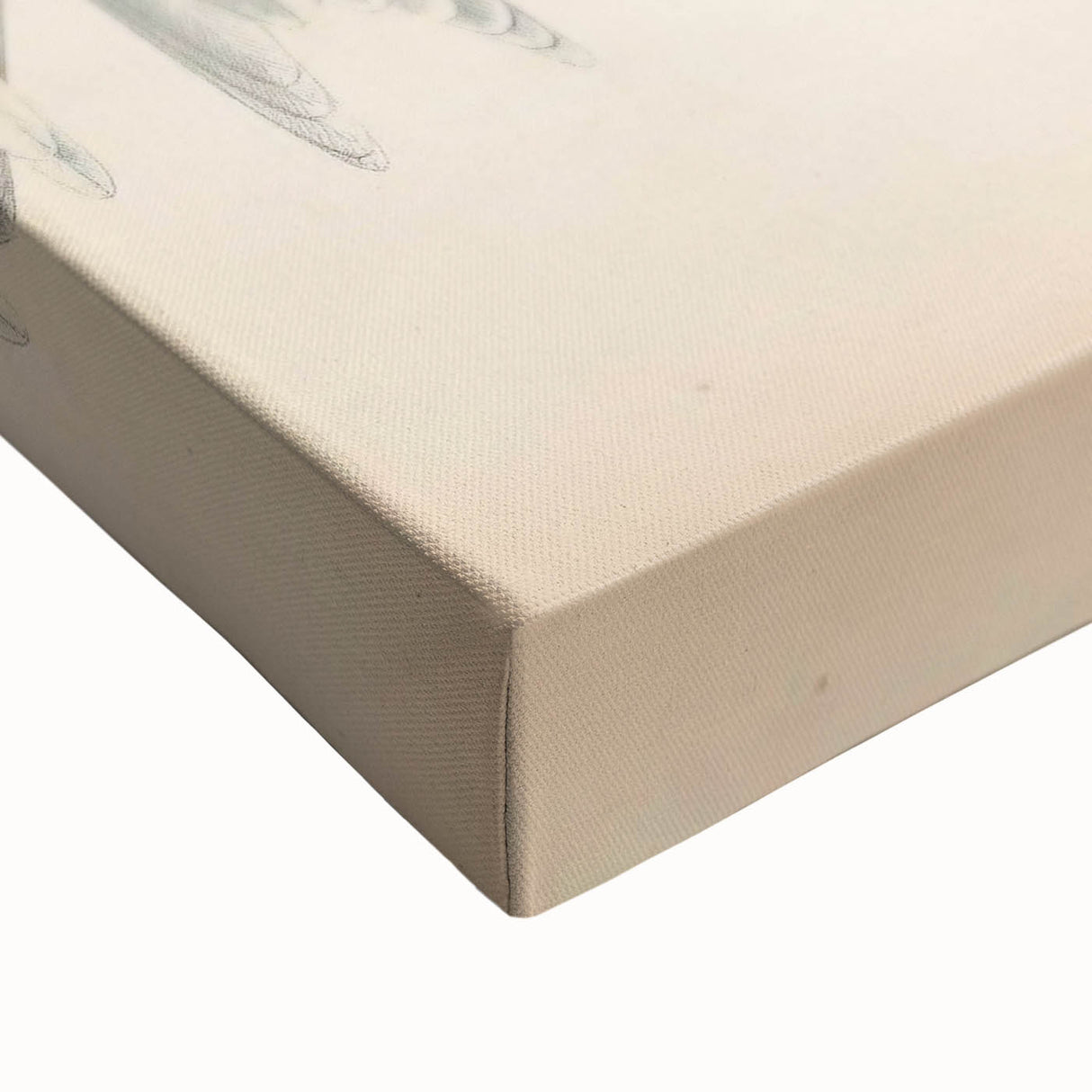 Vintage Animal Art – Waved Tern Illustration Wall Print