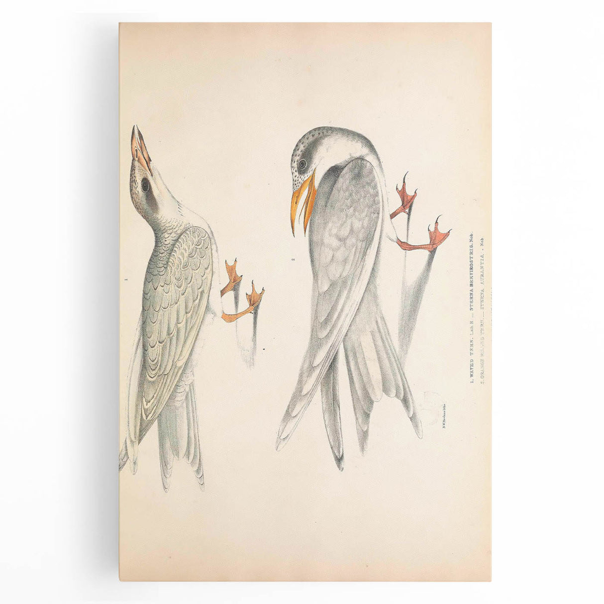 Vintage Animal Art – Waved Tern Illustration Wall Print