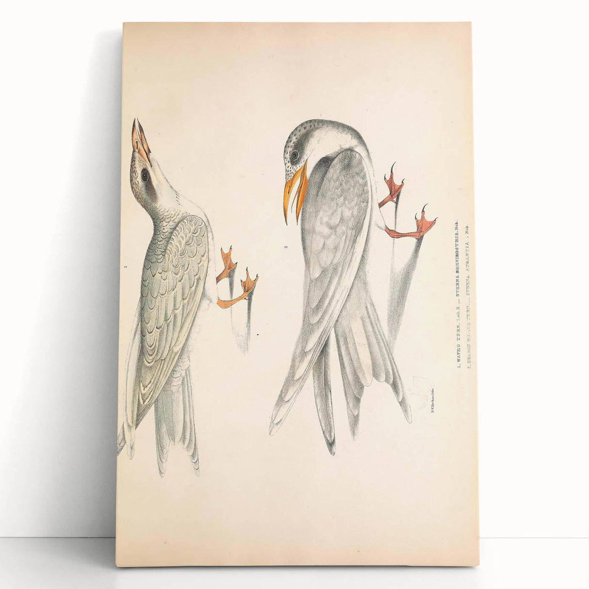 Vintage Animal Art – Waved Tern Illustration Wall Print