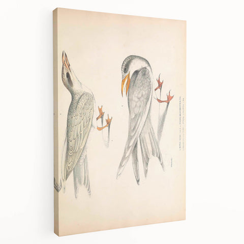 Vintage Animal Art – Waved Tern Illustration Wall Print