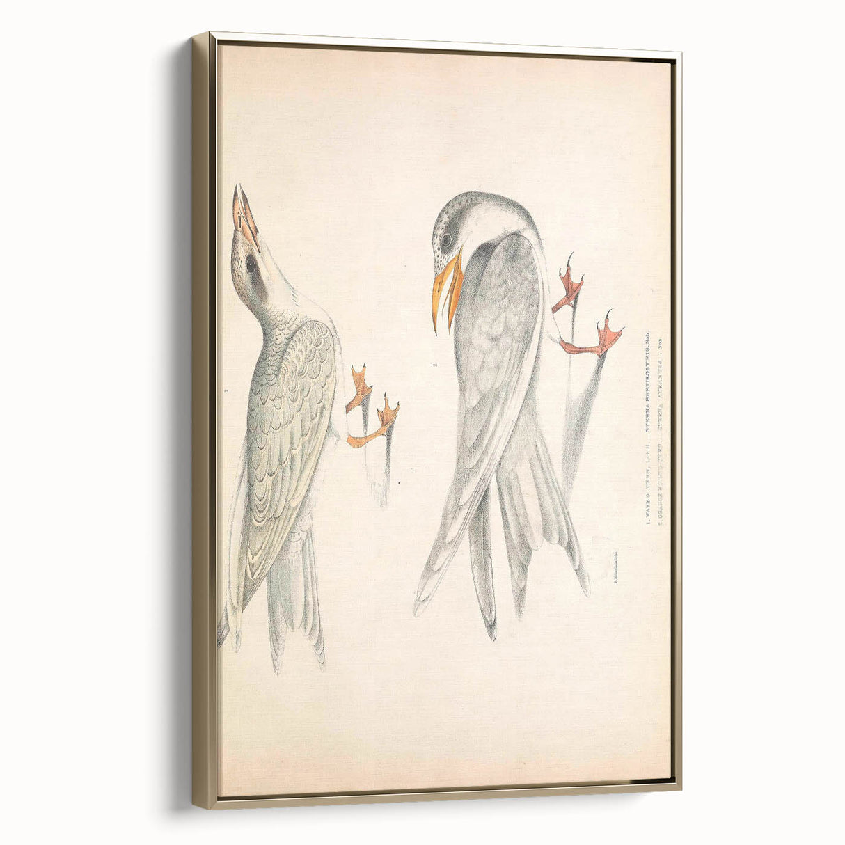 Vintage Animal Art – Waved Tern Illustration Wall Print