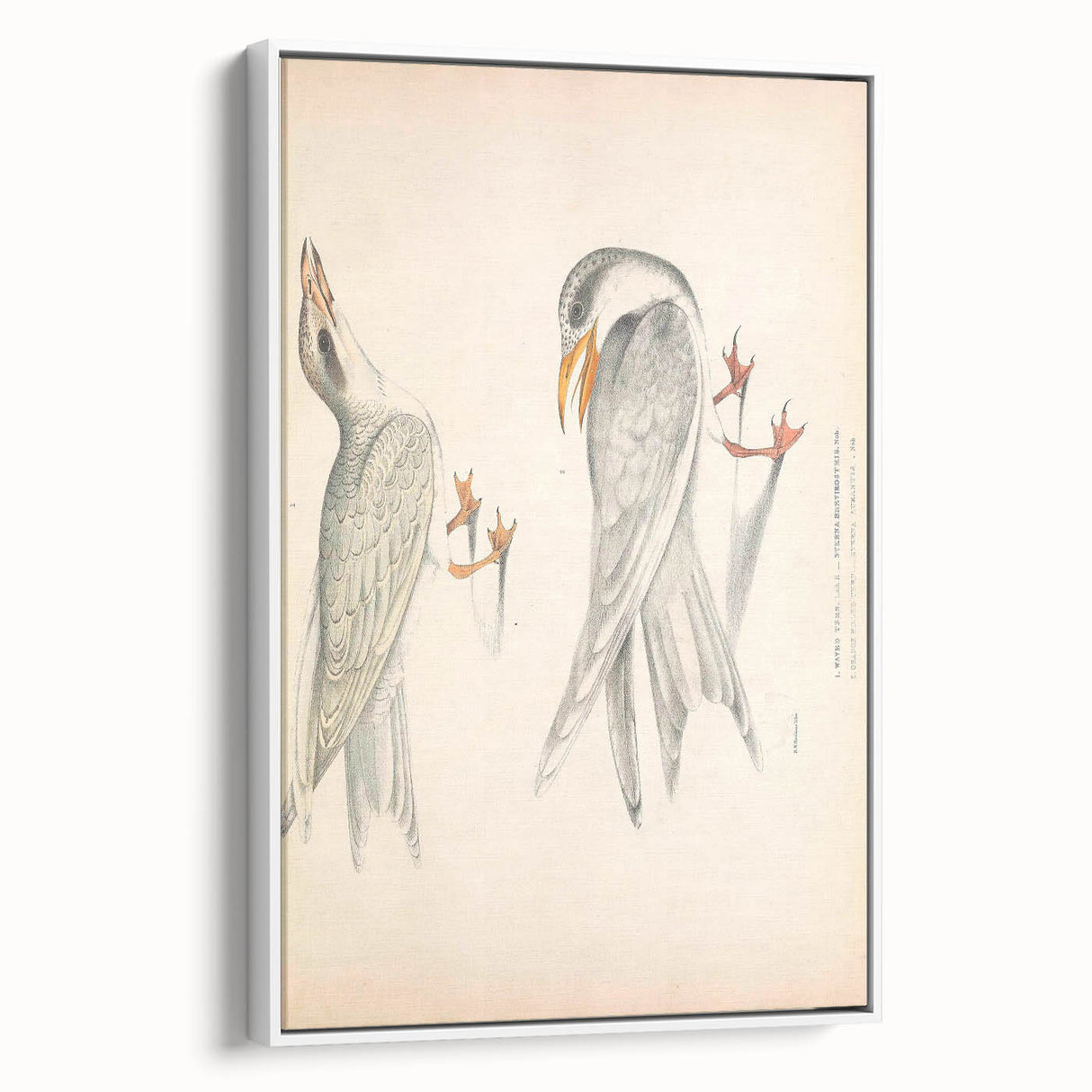 Vintage Animal Art – Waved Tern Illustration Wall Print
