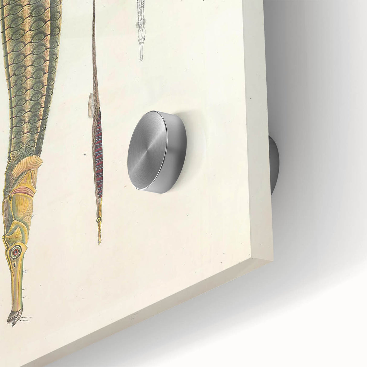 Vintage Animal Art – Exotic Pipefish Illustration Wall Print