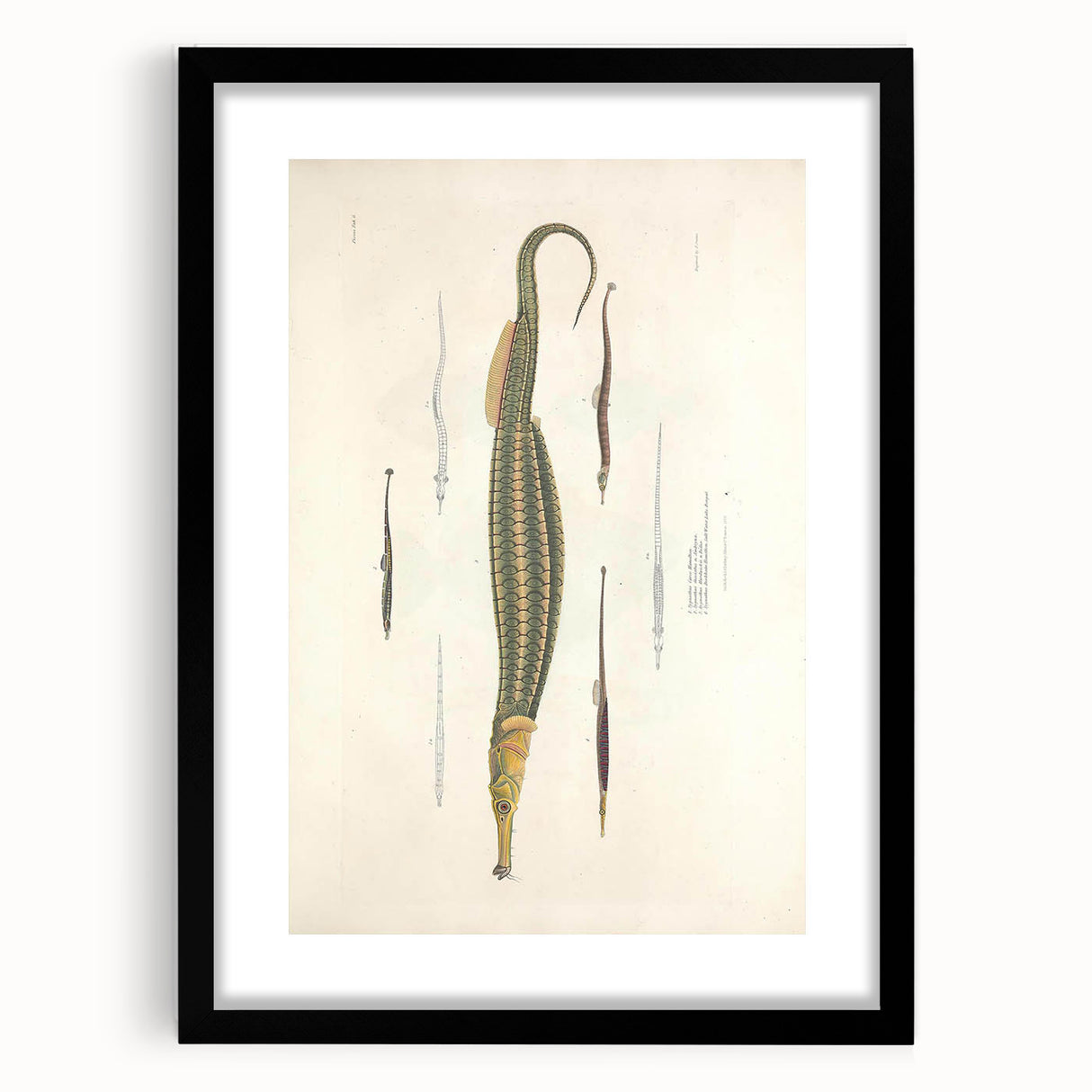 Vintage Animal Art – Exotic Pipefish Illustration Wall Print