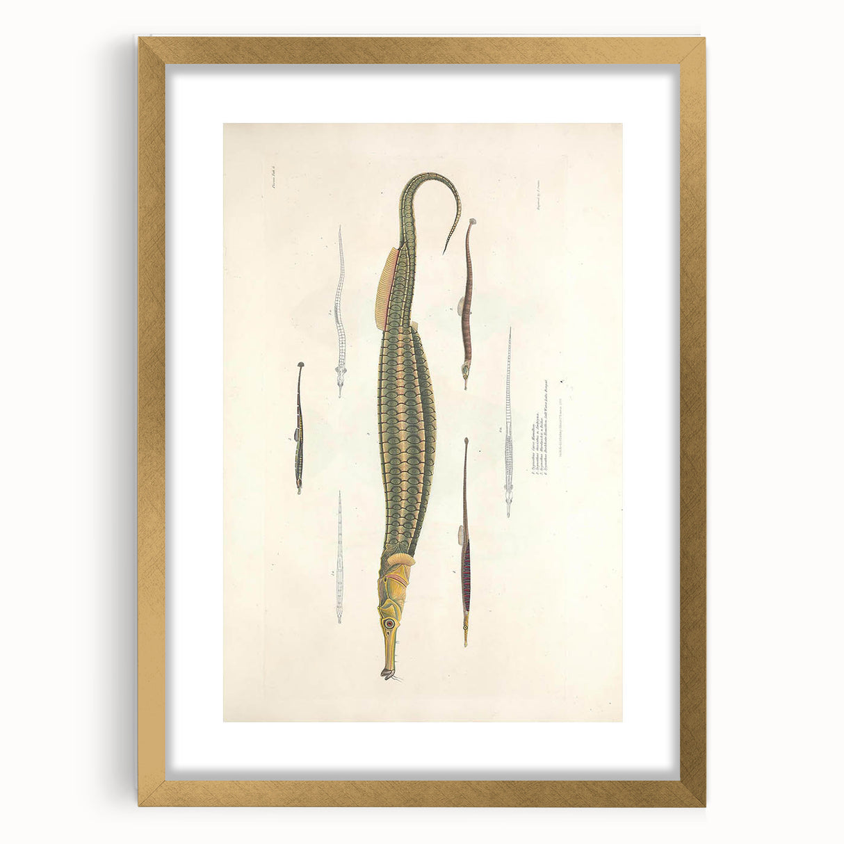 Vintage Animal Art – Exotic Pipefish Illustration Wall Print
