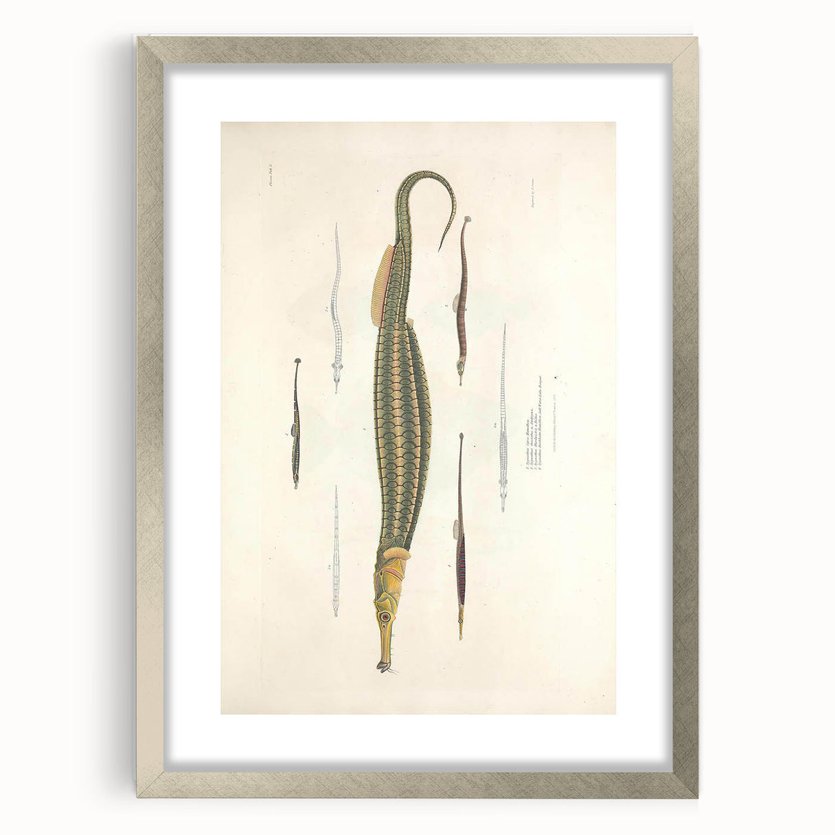 Vintage Animal Art – Exotic Pipefish Illustration Wall Print
