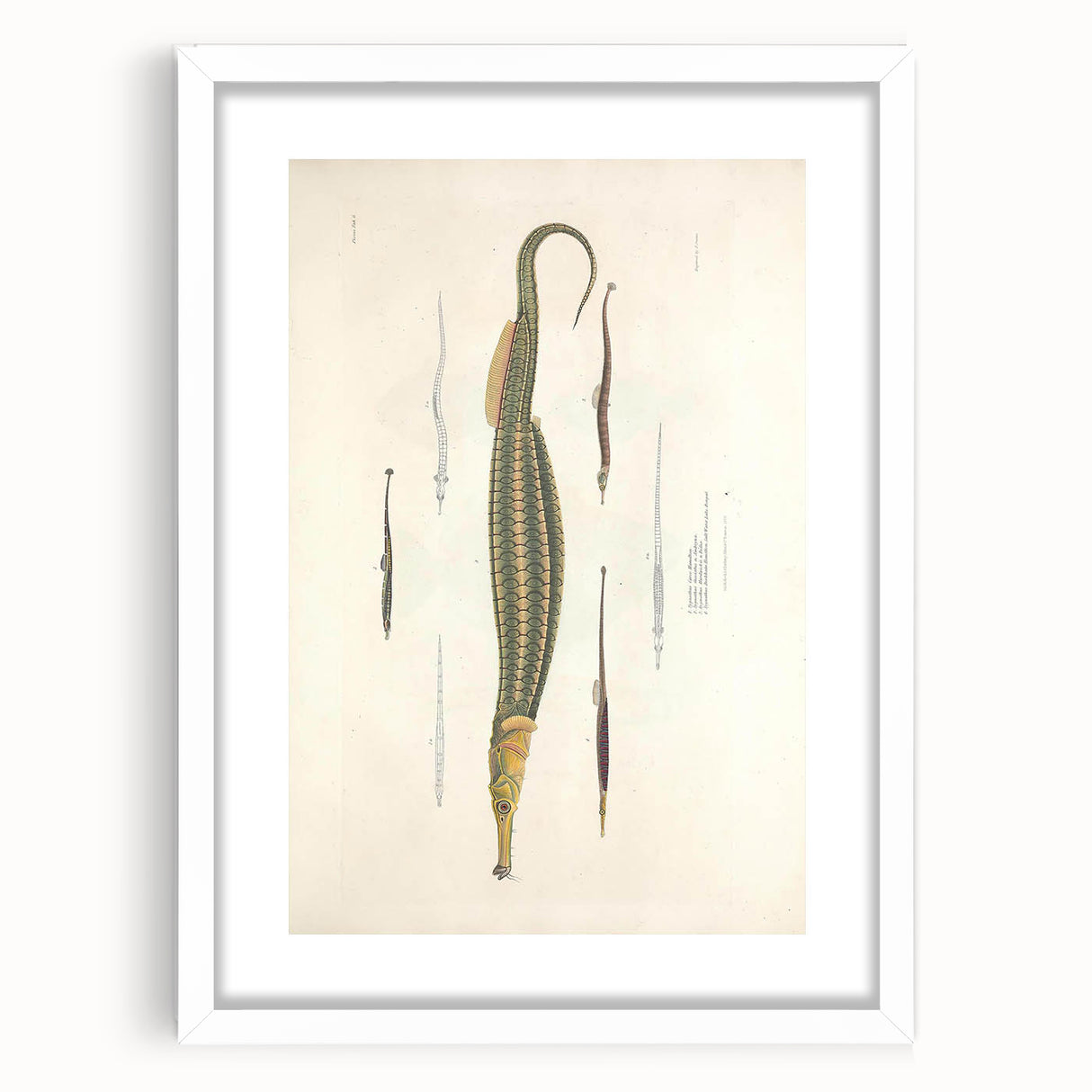 Vintage Animal Art – Exotic Pipefish Illustration Wall Print