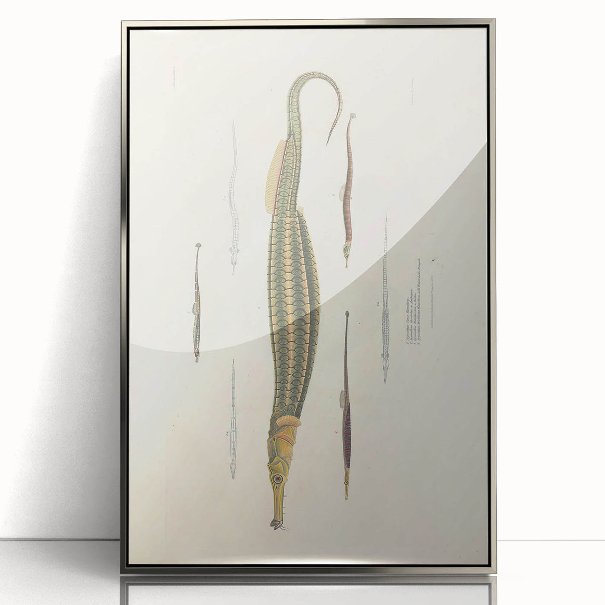Vintage Animal Art – Exotic Pipefish Illustration Wall Print