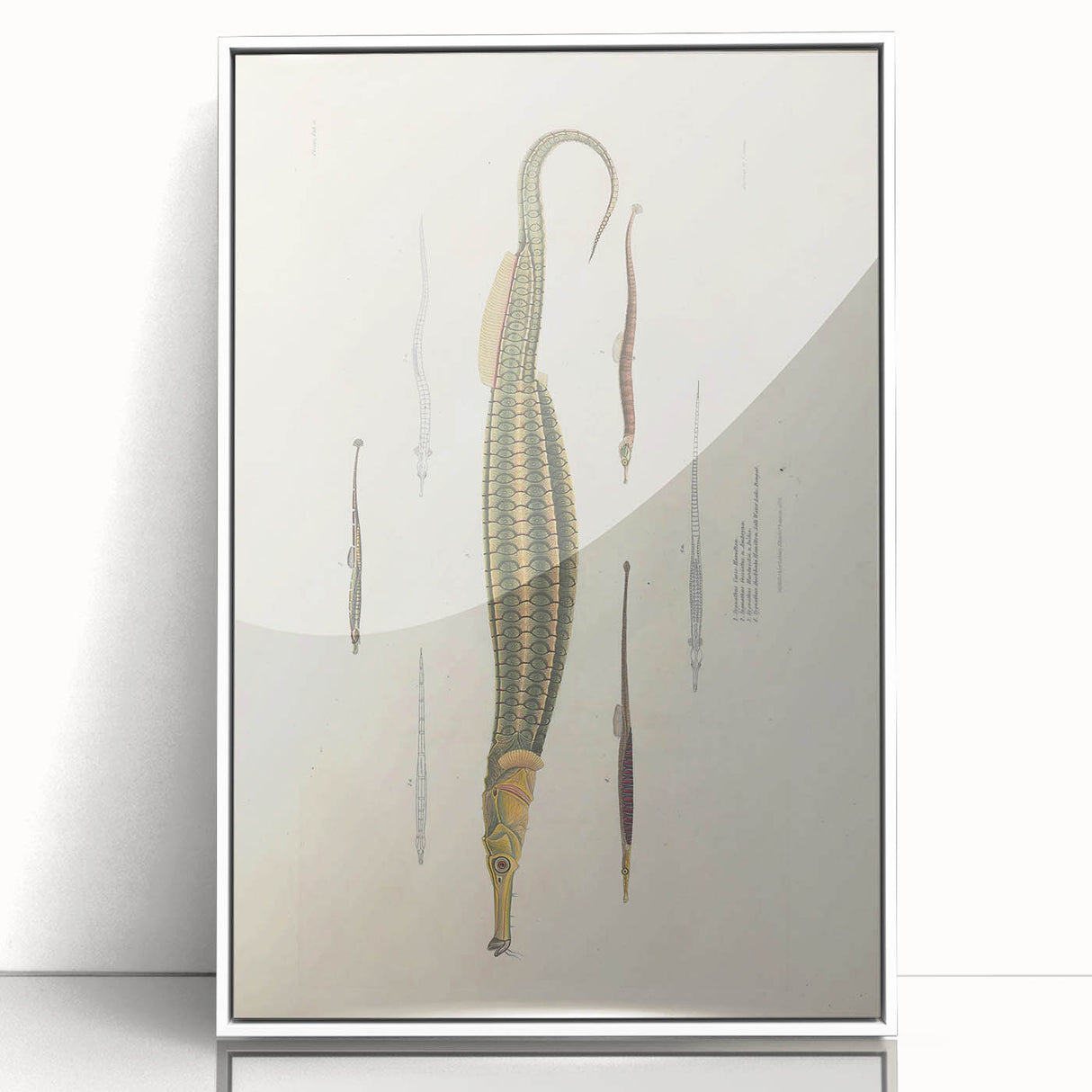 Vintage Animal Art – Exotic Pipefish Illustration Wall Print