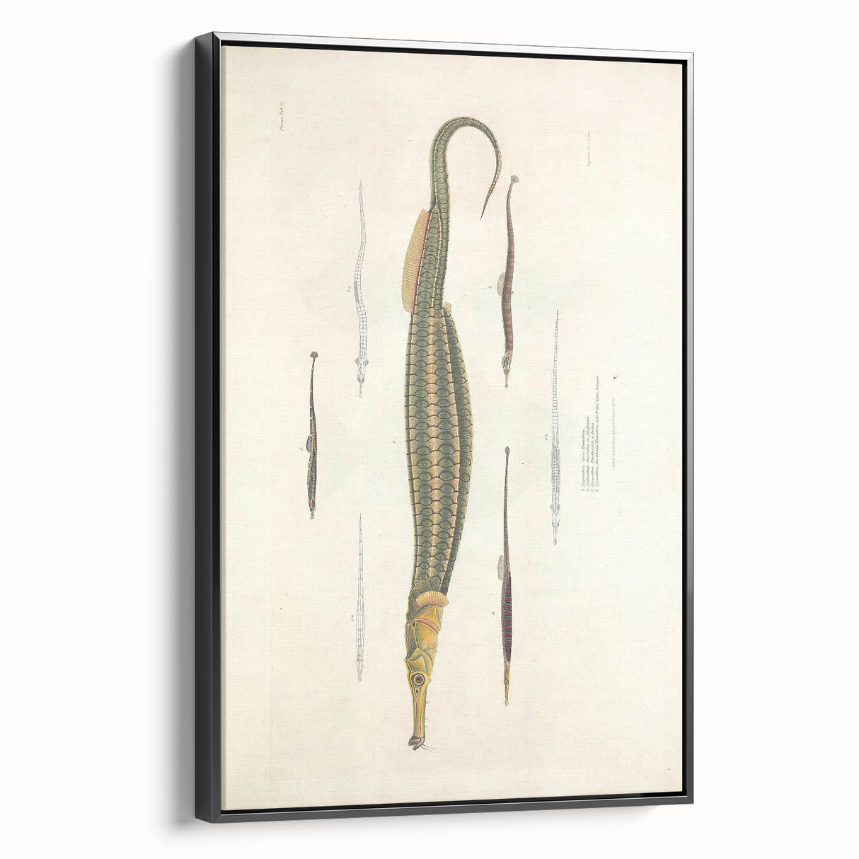 Vintage Animal Art – Exotic Pipefish Illustration Wall Print