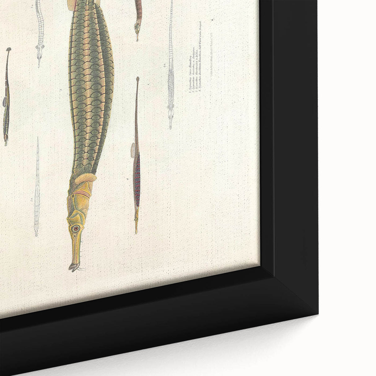 Vintage Animal Art – Exotic Pipefish Illustration Wall Print