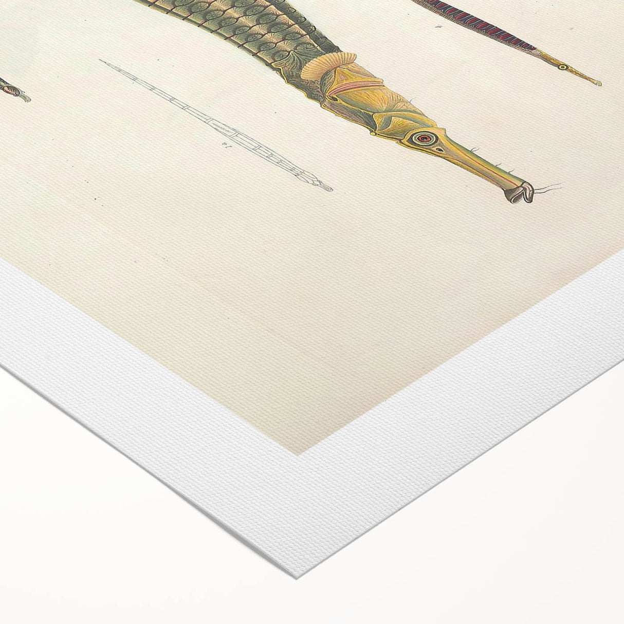 Vintage Animal Art – Exotic Pipefish Illustration Wall Print