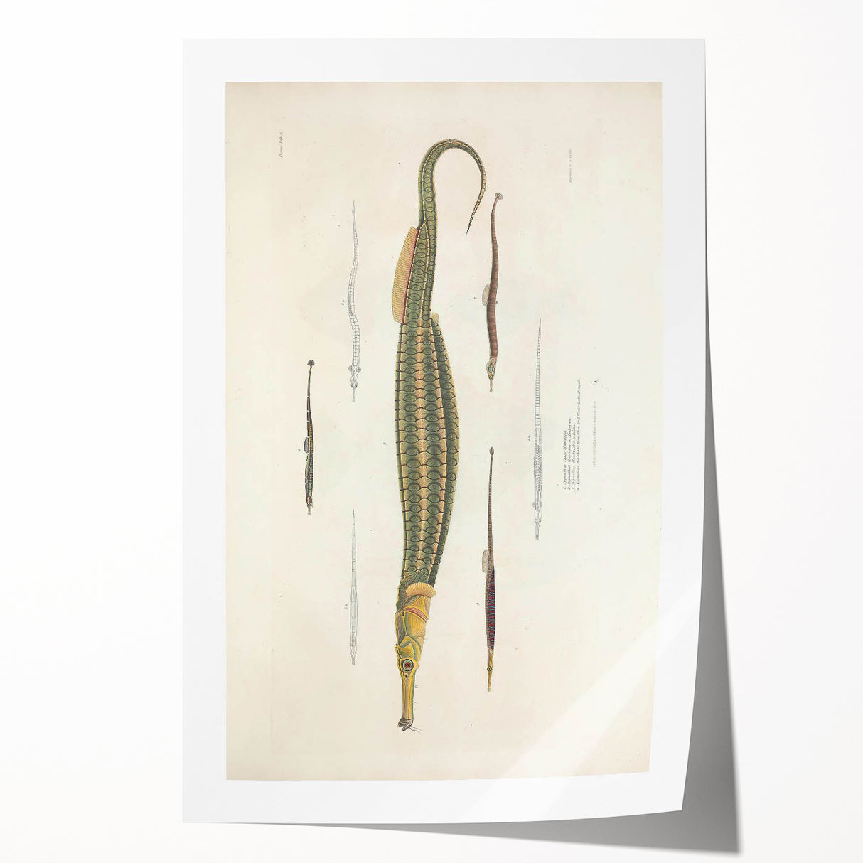 Vintage Animal Art – Exotic Pipefish Illustration Wall Print