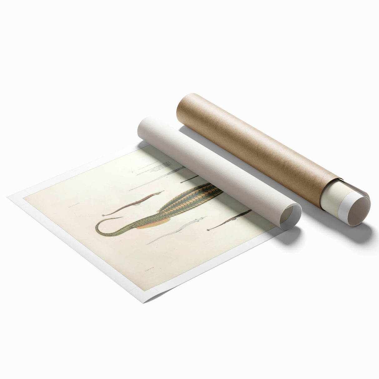 Vintage Animal Art – Exotic Pipefish Illustration Wall Print