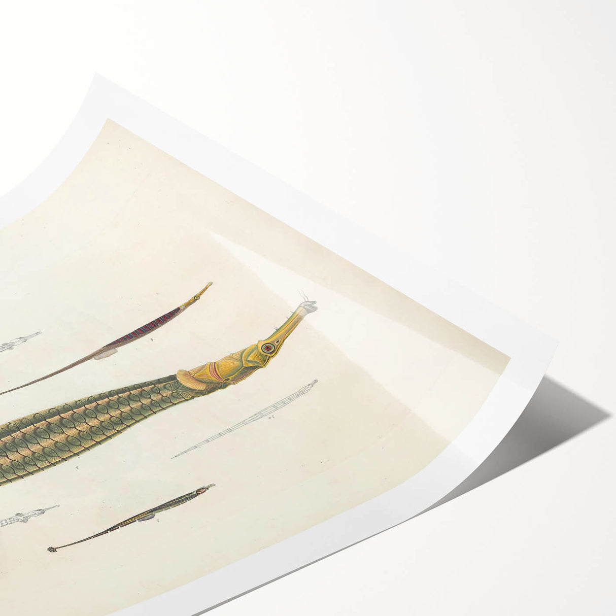 Vintage Animal Art – Exotic Pipefish Illustration Wall Print