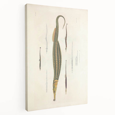 Vintage Animal Art – Exotic Pipefish Illustration Wall Print