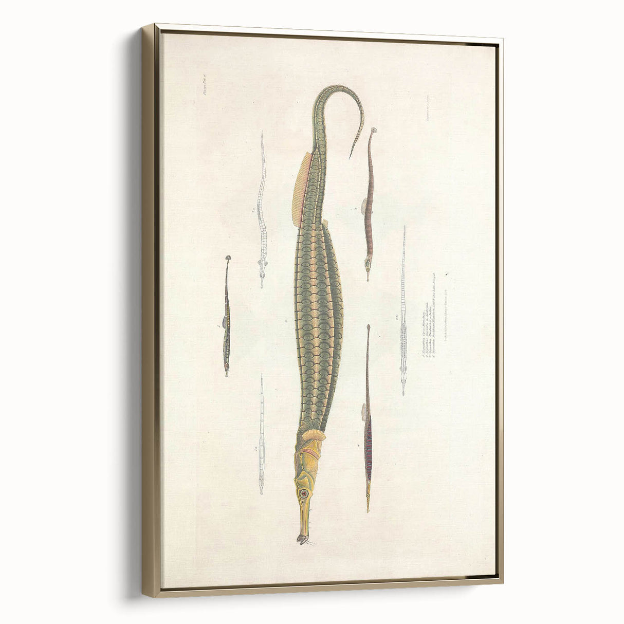 Vintage Animal Art – Exotic Pipefish Illustration Wall Print