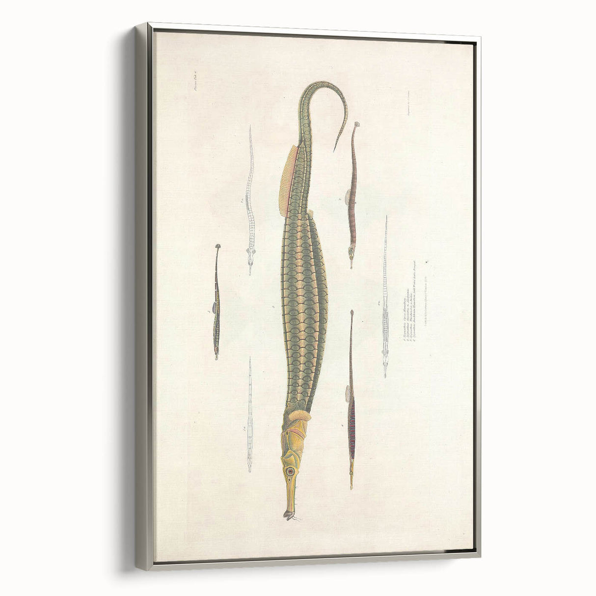 Vintage Animal Art – Exotic Pipefish Illustration Wall Print