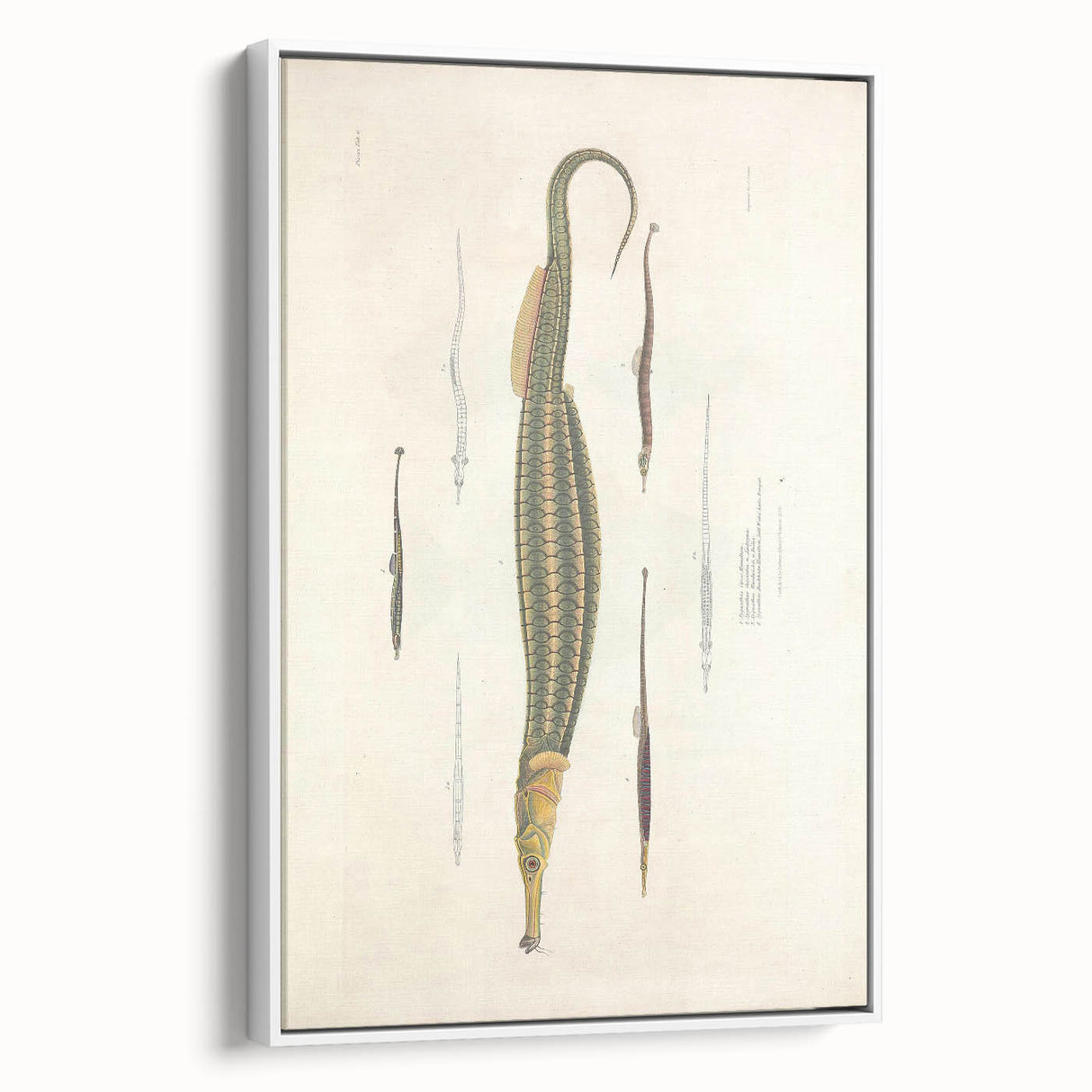Vintage Animal Art – Exotic Pipefish Illustration Wall Print