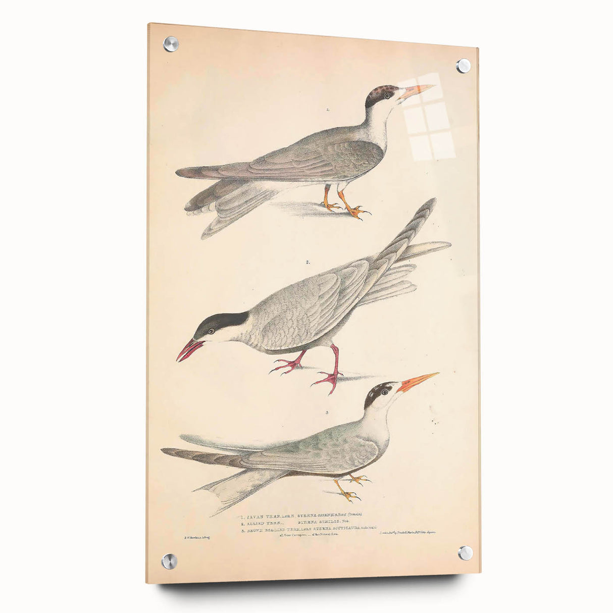 Vintage Animal Art – Elegant Tern Bird Illustration Wall Print