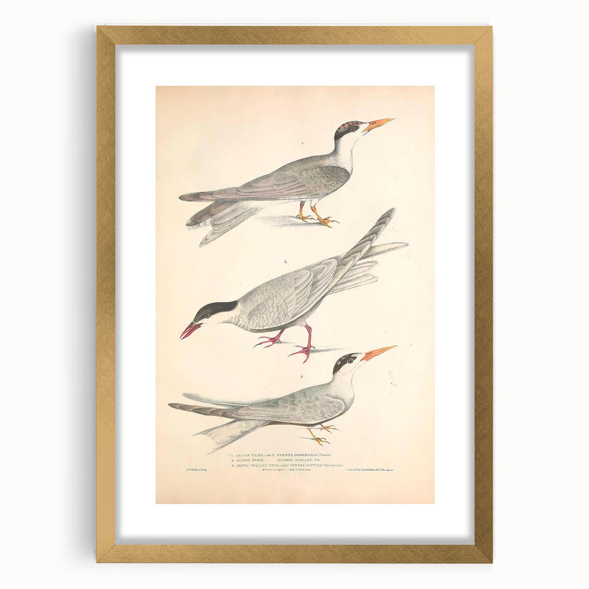 Vintage Animal Art – Elegant Tern Bird Illustration Wall Print