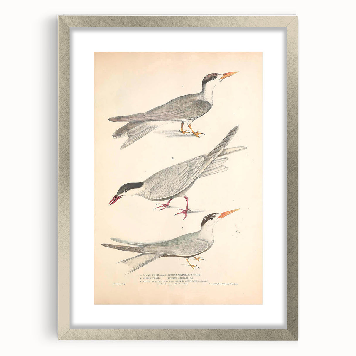 Vintage Animal Art – Elegant Tern Bird Illustration Wall Print