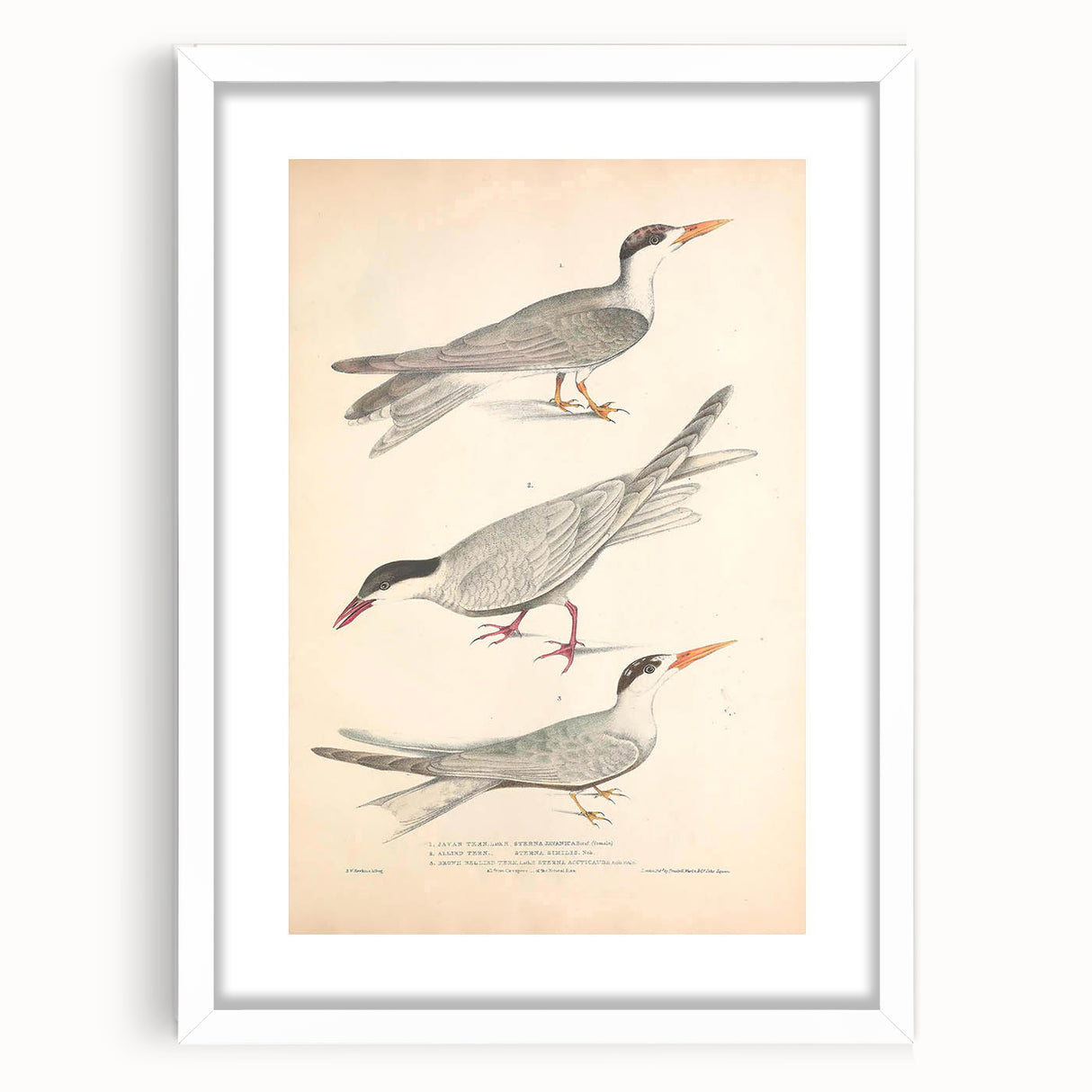 Vintage Animal Art – Elegant Tern Bird Illustration Wall Print