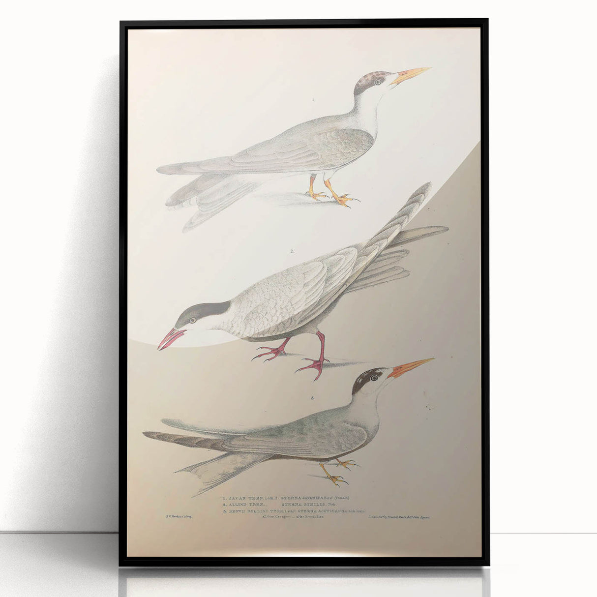 Vintage Animal Art – Elegant Tern Bird Illustration Wall Print