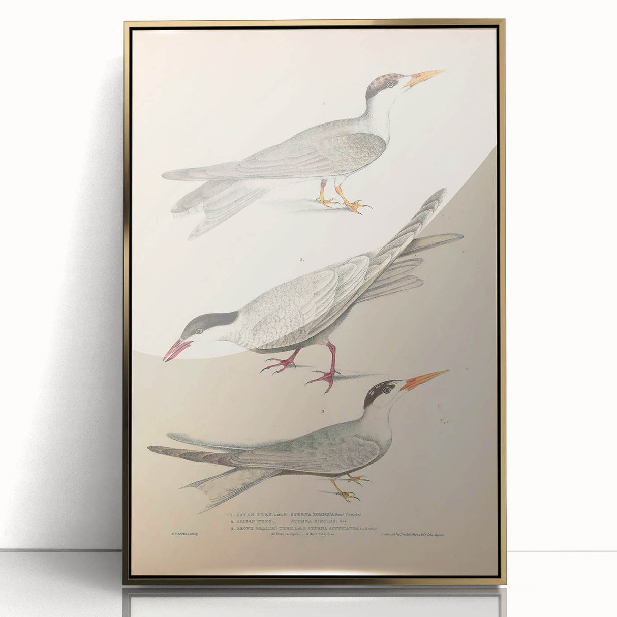Vintage Animal Art – Elegant Tern Bird Illustration Wall Print