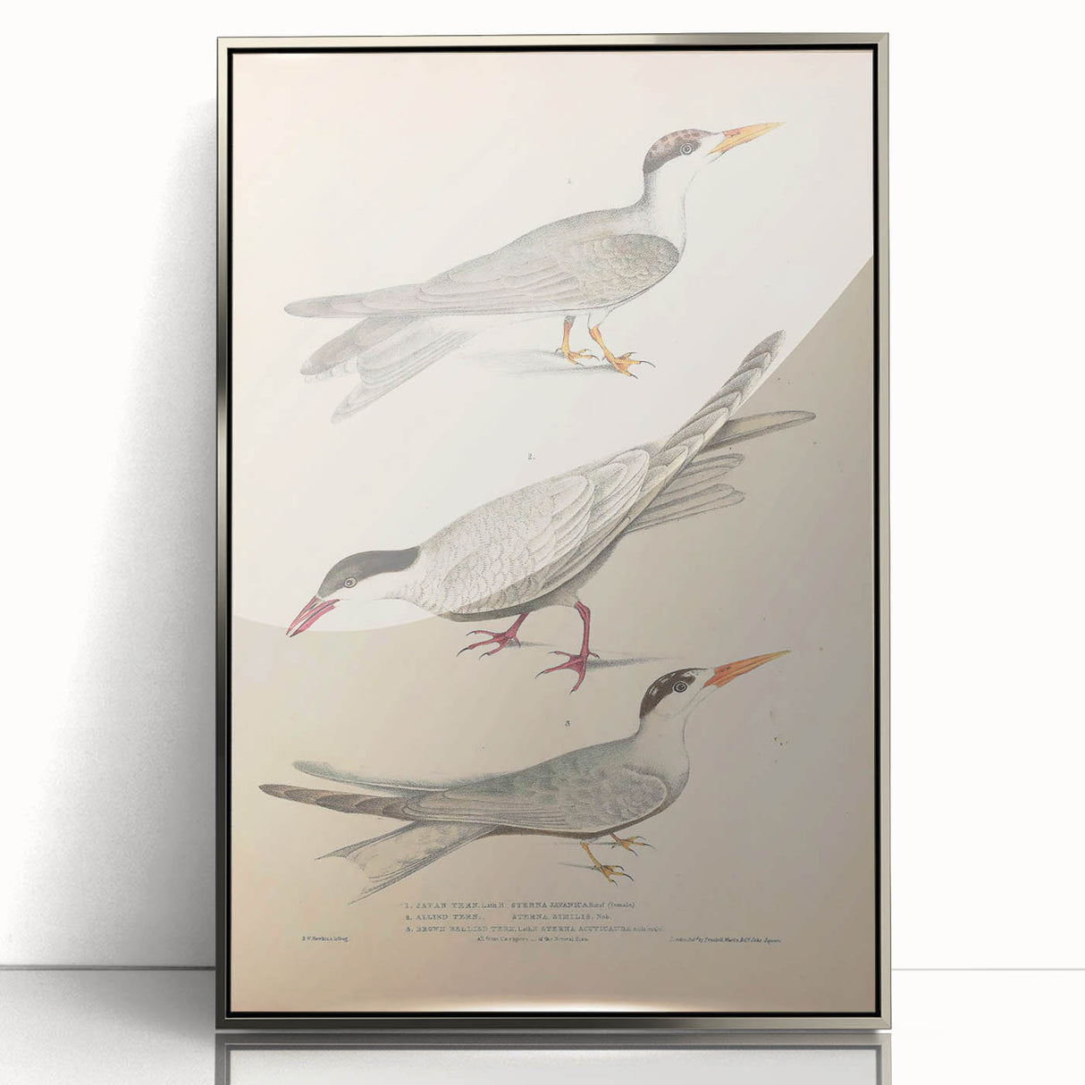 Vintage Animal Art – Elegant Tern Bird Illustration Wall Print