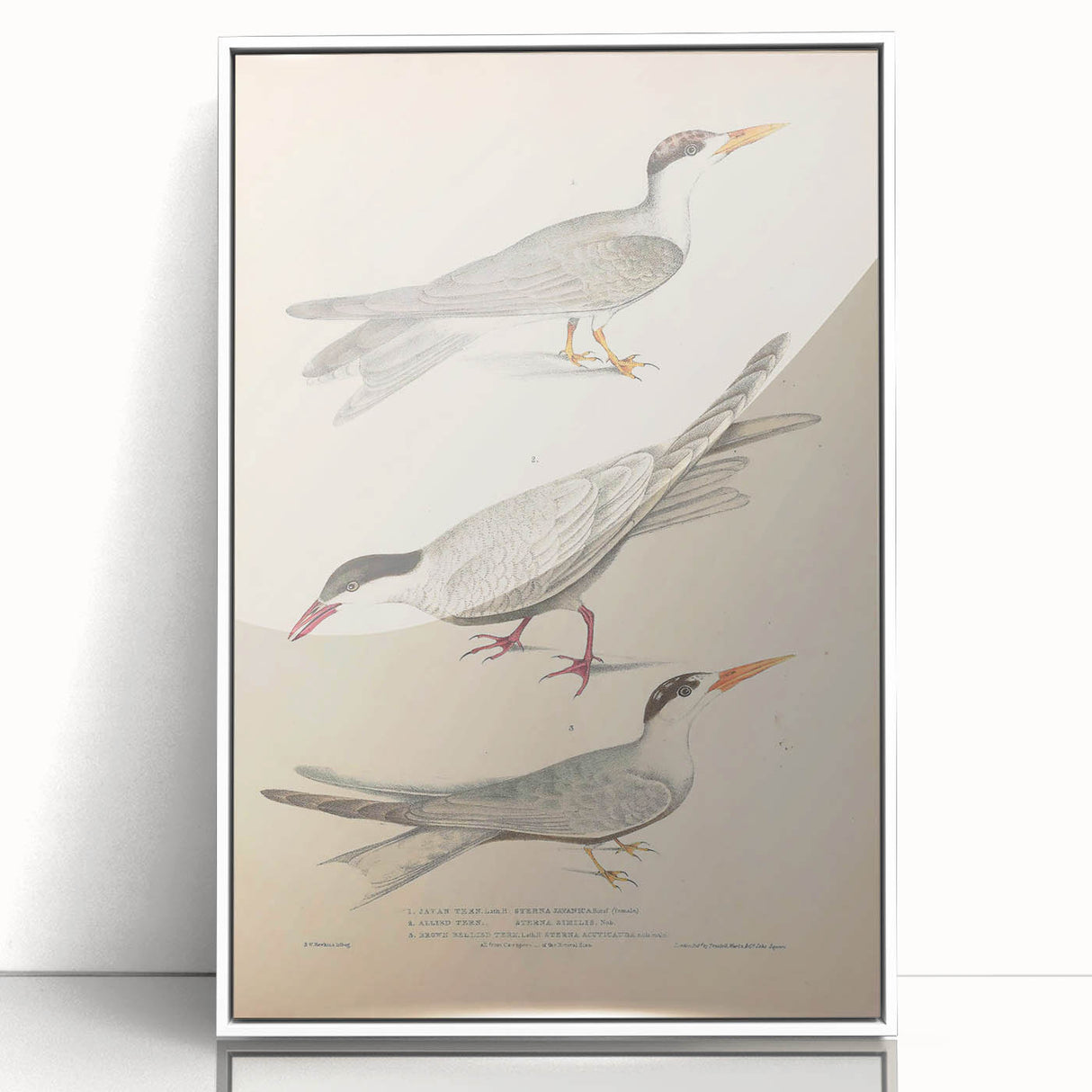 Vintage Animal Art – Elegant Tern Bird Illustration Wall Print