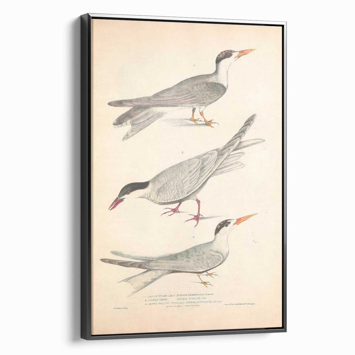 Vintage Animal Art – Elegant Tern Bird Illustration Wall Print