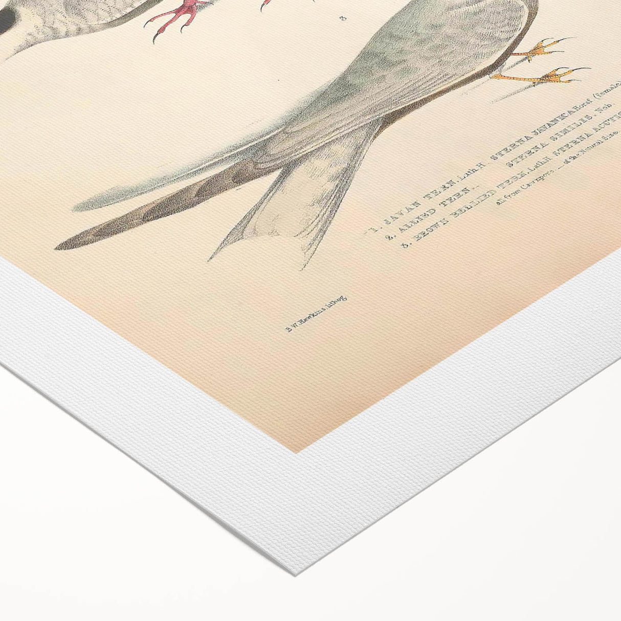 Vintage Animal Art – Elegant Tern Bird Illustration Wall Print