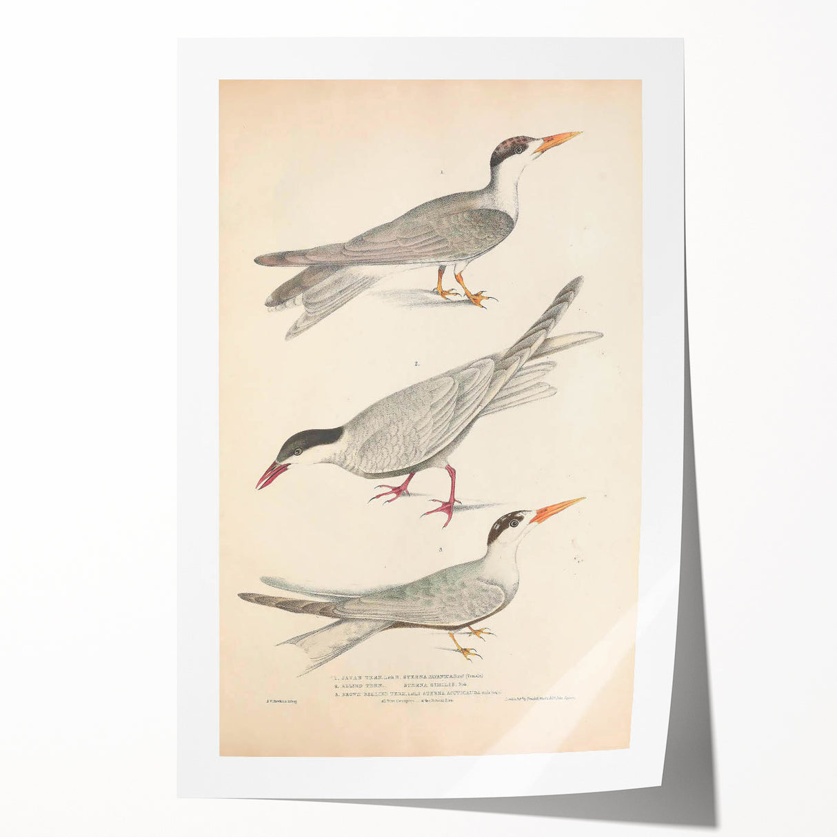 Vintage Animal Art – Elegant Tern Bird Illustration Wall Print