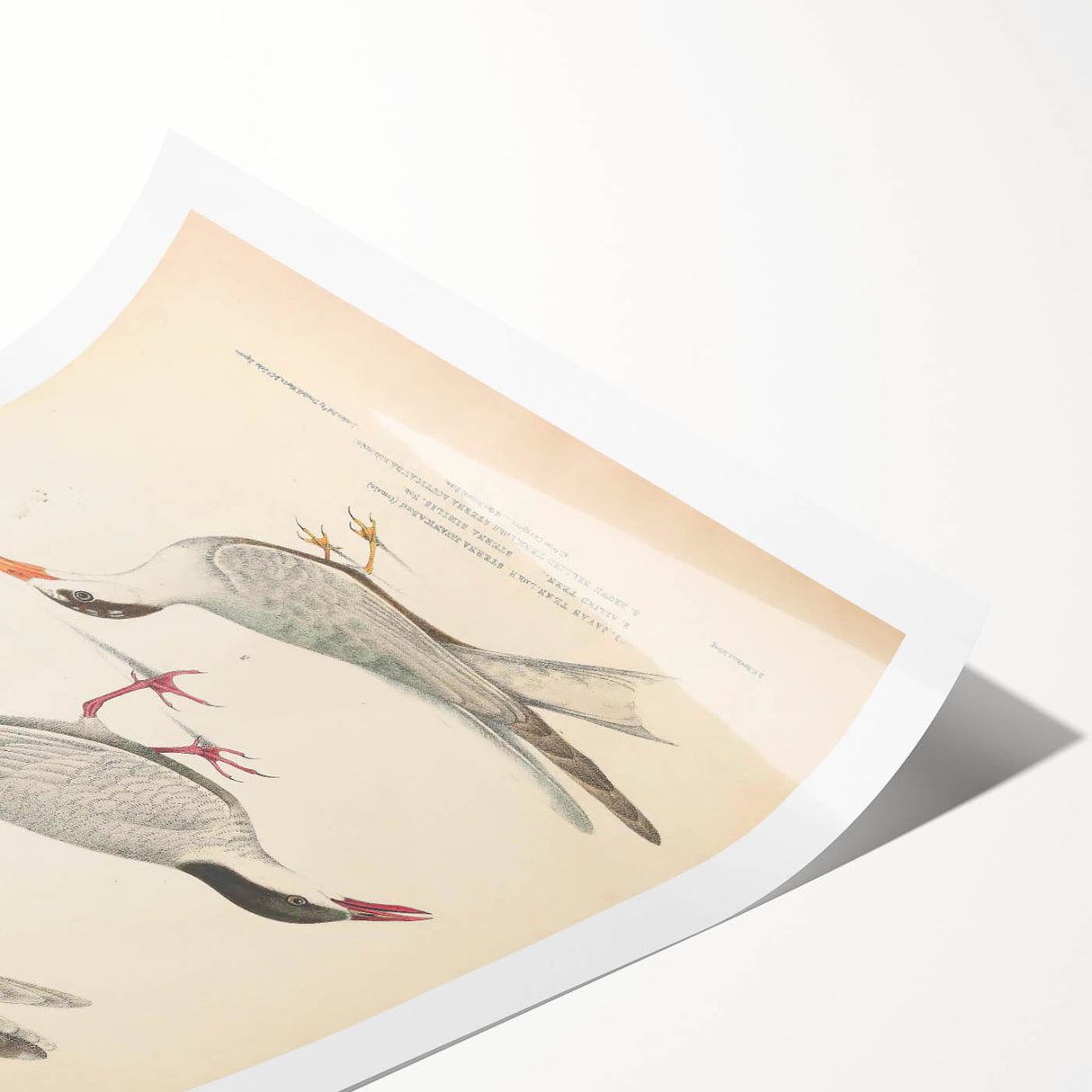Vintage Animal Art – Elegant Tern Bird Illustration Wall Print