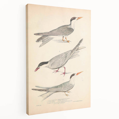 Vintage Animal Art – Elegant Tern Bird Illustration Wall Print