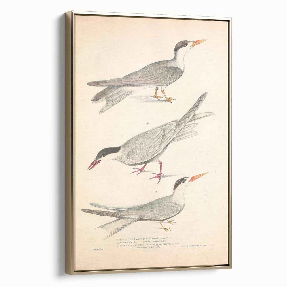 Vintage Animal Art – Elegant Tern Bird Illustration Wall Print