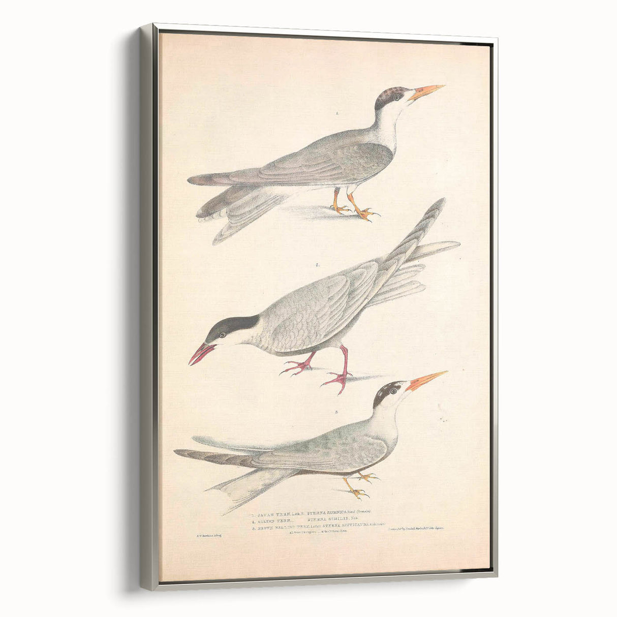 Vintage Animal Art – Elegant Tern Bird Illustration Wall Print
