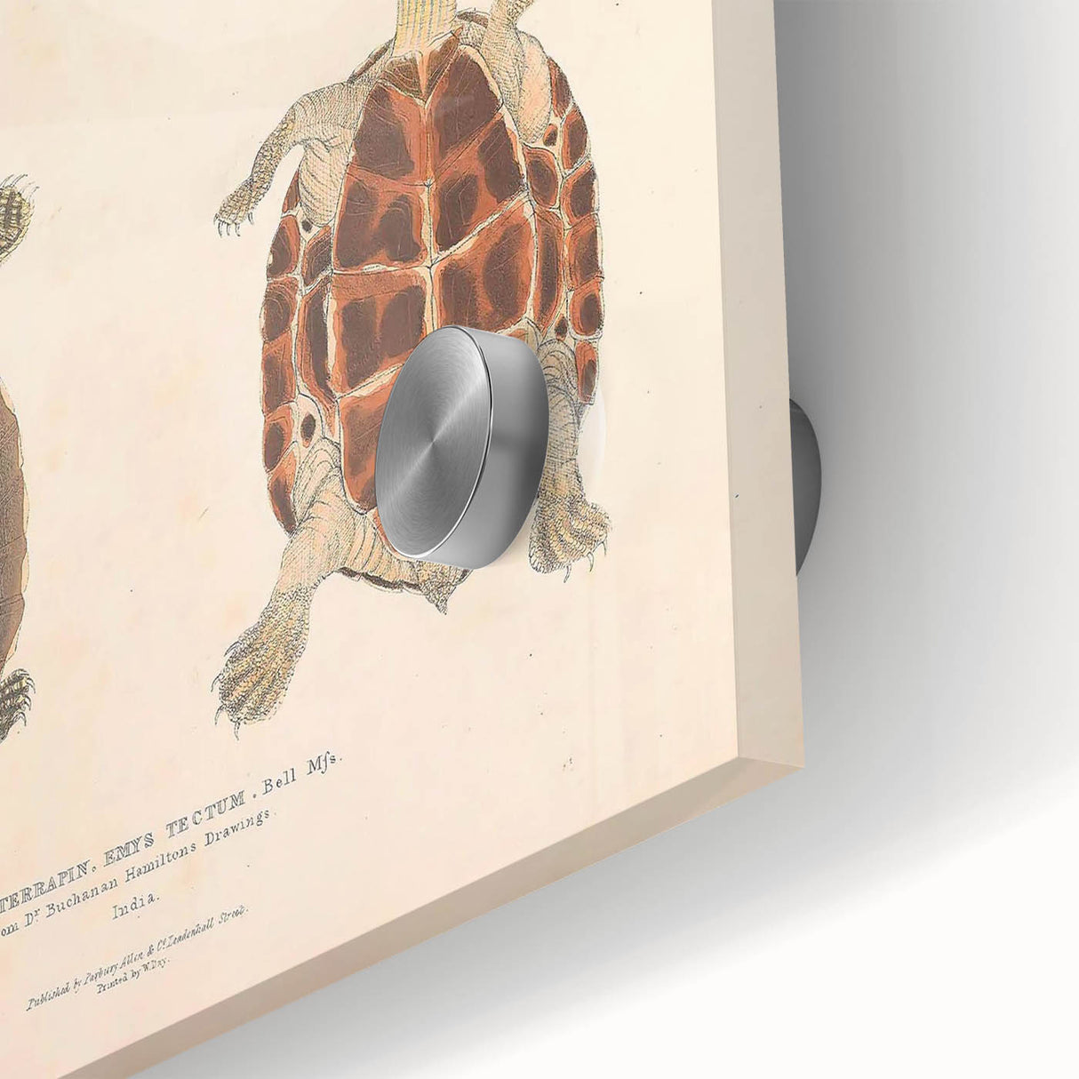 Vintage Animal Art – Terrapin Turtle Illustration Wall Print